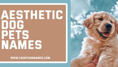 Aesthetic Dog Pets Names