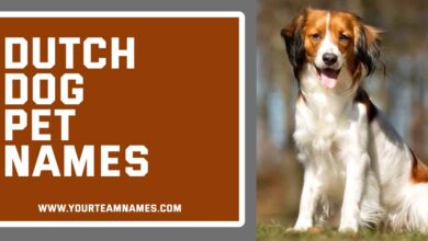 Dutch Dog Pet Names