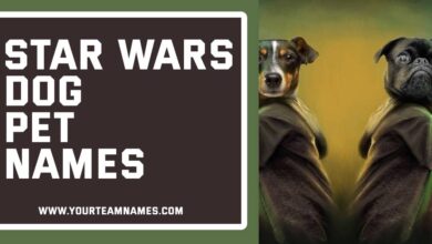 Star Wars Dog Pet Names