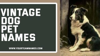 Vintage Dog Pet Names