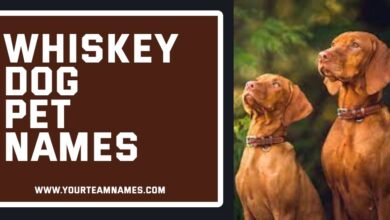 Whiskey Dog Pet Names