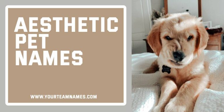 Aesthetic Pet Names: 360+ Dreamy, Stylish & Totally Swoon-Worthy Picks
