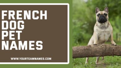 French Dog Names