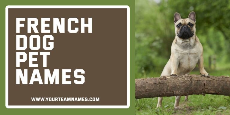 680+ French Dog Pet Names (Chic, Playful & Full of Joie de Vivre)
