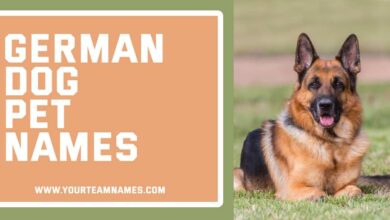 German Dog Pet Names