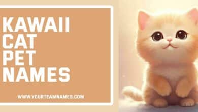 Kawaii Cat Pet Names