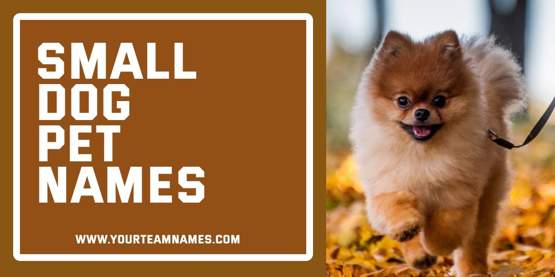 Small Dog Pet Names