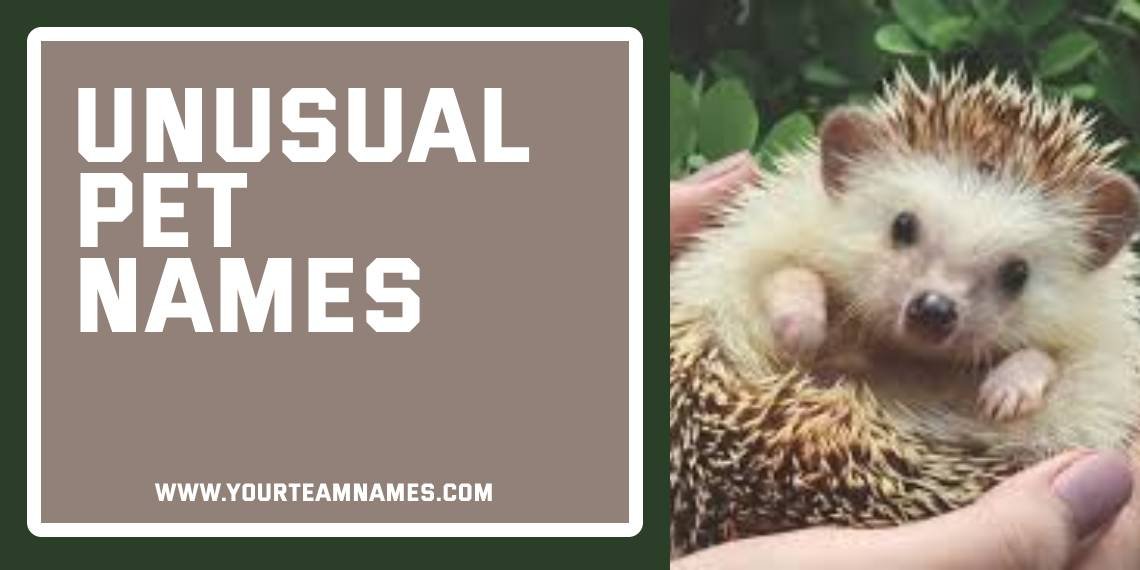 Unusual Pet Names
