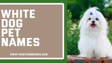 White Dog Pet Names