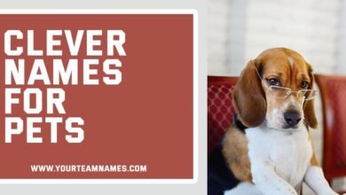 Clever Names for Pets