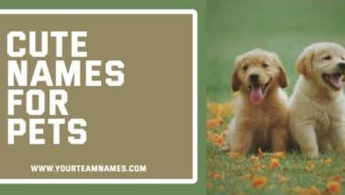 Cute Names for Pets