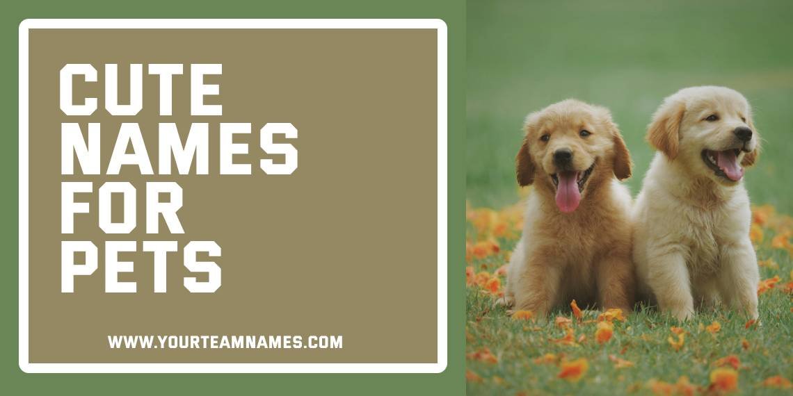 Cute Names for Pets