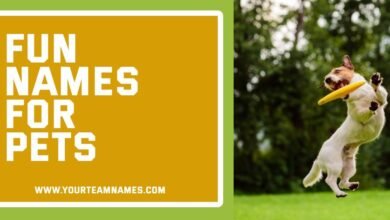 Fun Names for Pets