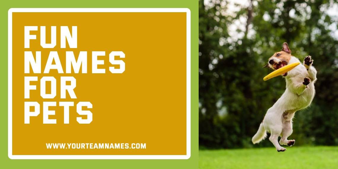 Fun Names for Pets