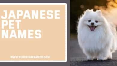 Japanese Pet Names
