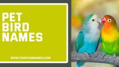 Pet Bird Names