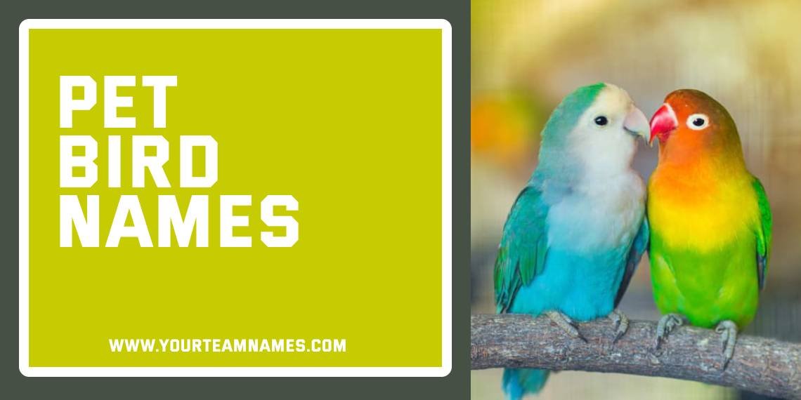 Pet Bird Names