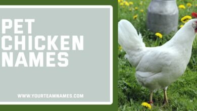 Pet Chicken Name