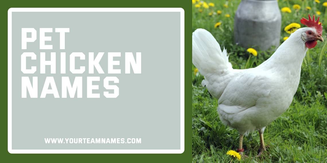 Pet Chicken Name