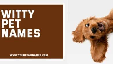 Witty Pet Names