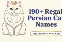 190+ Regal Persian Cat Names