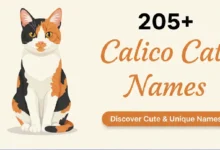 205+ Calico Cat Names