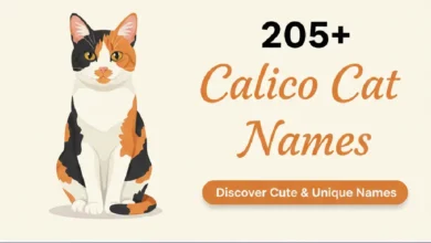 205+ Calico Cat Names