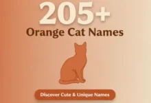 205+ Orange Cat Names