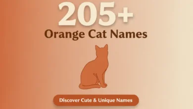 205+ Orange Cat Names