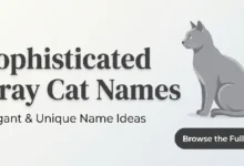 Gray Cat Names