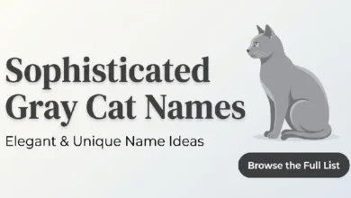 Gray Cat Names