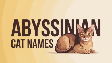 Abyssinian Cat Names With Meanings