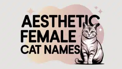 Aesthetic Female Cat Names With Meanings