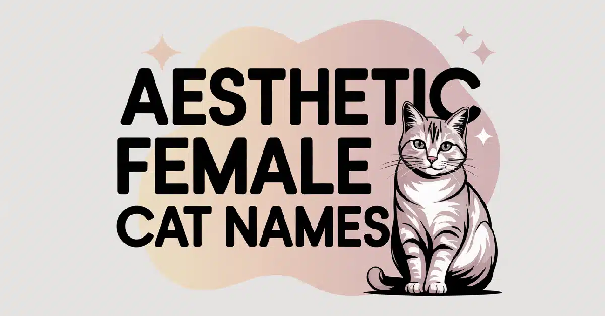 Aesthetic Female Cat Names With Meanings