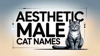 Aesthetic Male Cat Names With Meanings