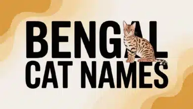 Bengal Cat Names