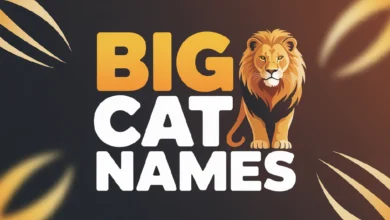 Big Cat Names With Meanings