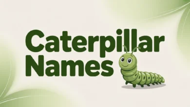 Caterpillar Names With Meanings