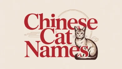 Chinese Cat Names With Meanings