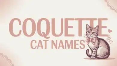 Coquette Cat Names