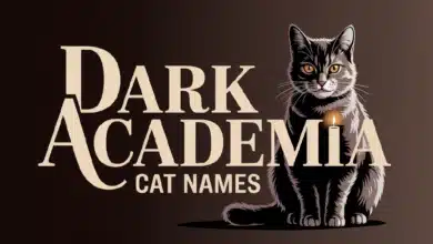 Dark Academia Cat Names With Meanings