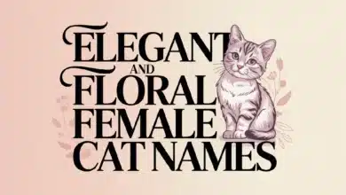 Elegant And Floral Female Cat Names With Meanings