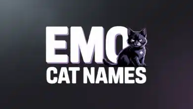 Emo Cat Names With Meanings