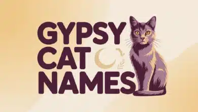 Gypsy Cat Names That We Love With Meanings
