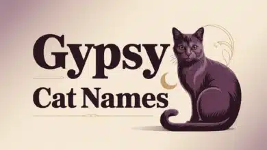 Gypsy Cat Names With Meanings