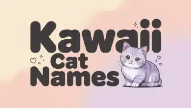 Kawaii Cat Names With Meanings