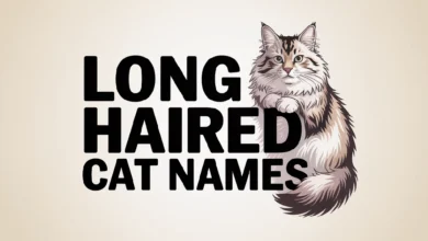 Long Haired Cat Names With Meanings