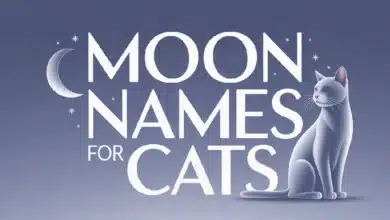 Moon Names For Cats With Meanings