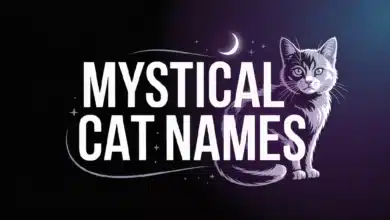 Mystical Cat Names With Meanings