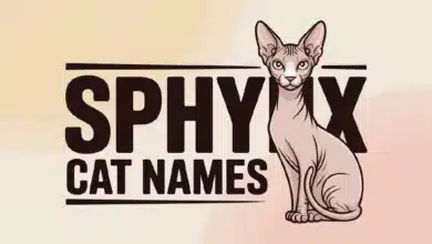 Sphynx Cat Names With Meanings
